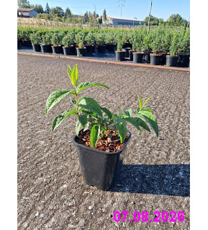 Deutzia x Strawberry Fields C 1,4 L